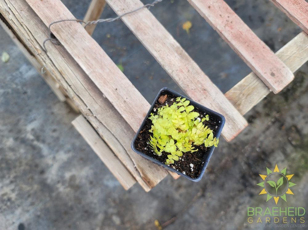 Boston Tiger Fern