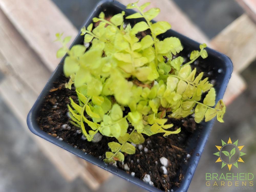 Boston Tiger Fern