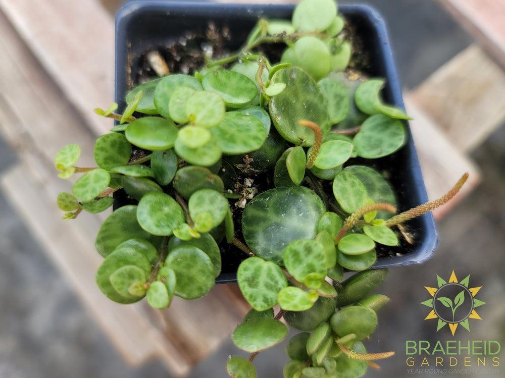 Peperomia Prostrata - String of turtles