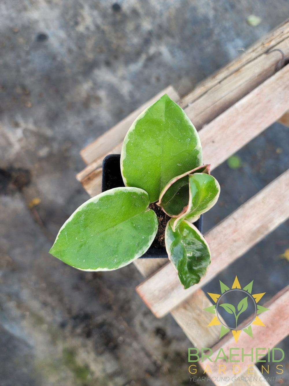 Hoya Tricolor (Krimson Queen)