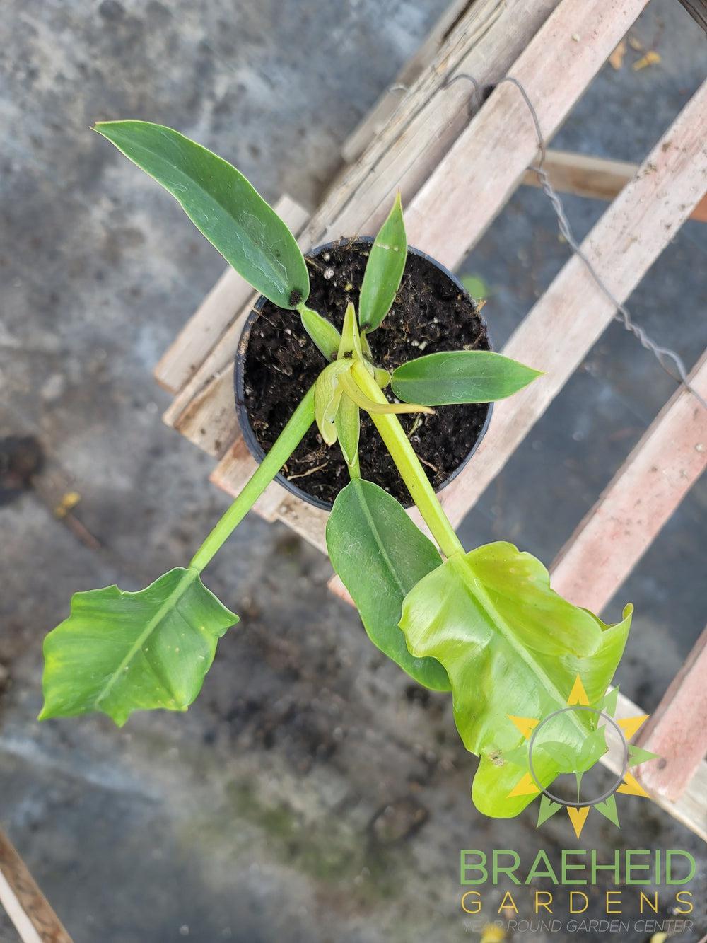 Philodendron Narrow
