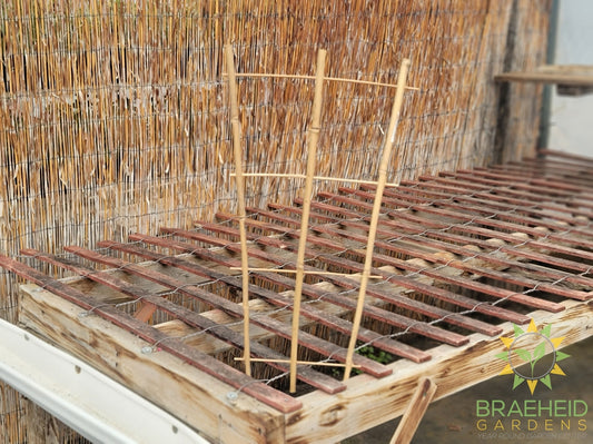 Bamboo Trellis - NO SHIP