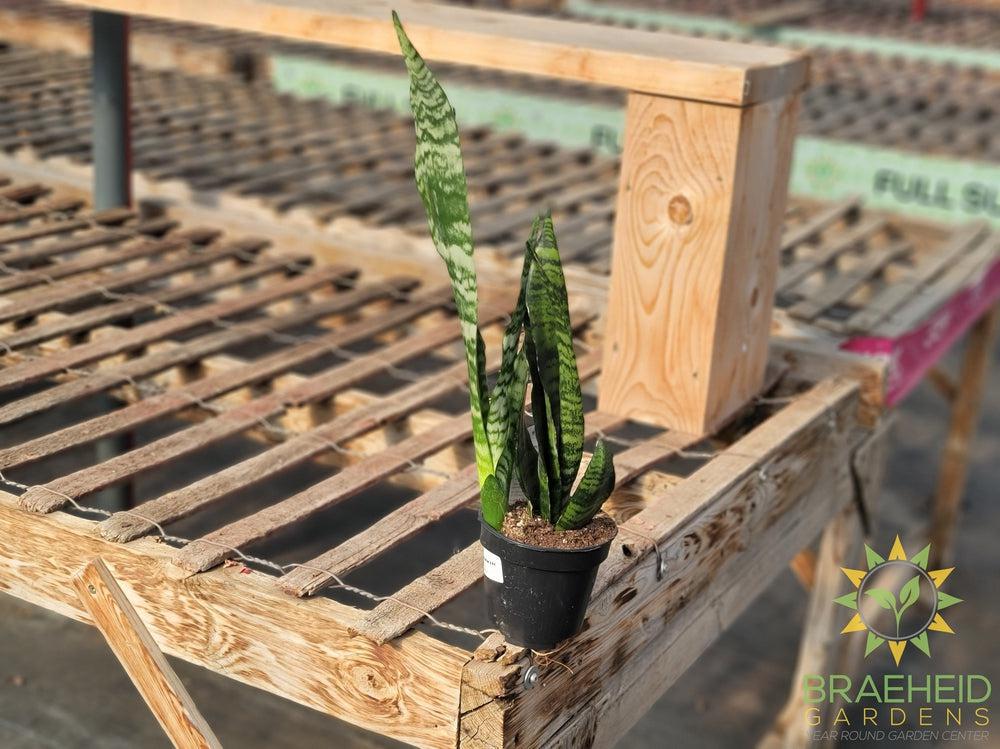Black Coral Sansevieria