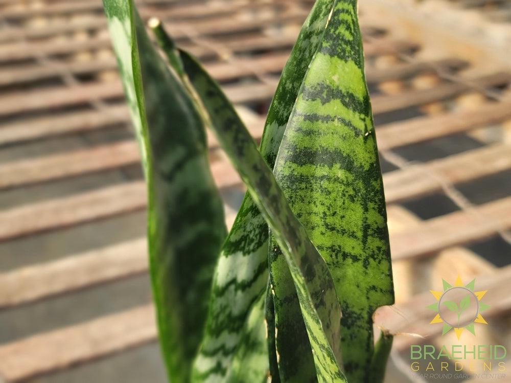 Black Coral Sansevieria