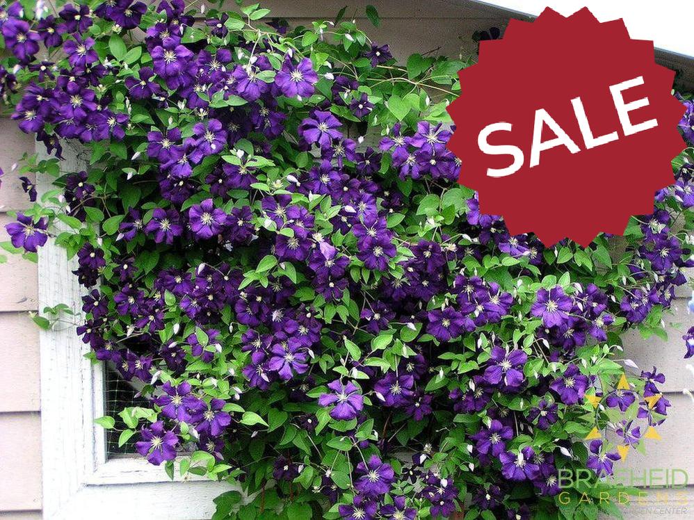 Jackmanii Superba Clematis