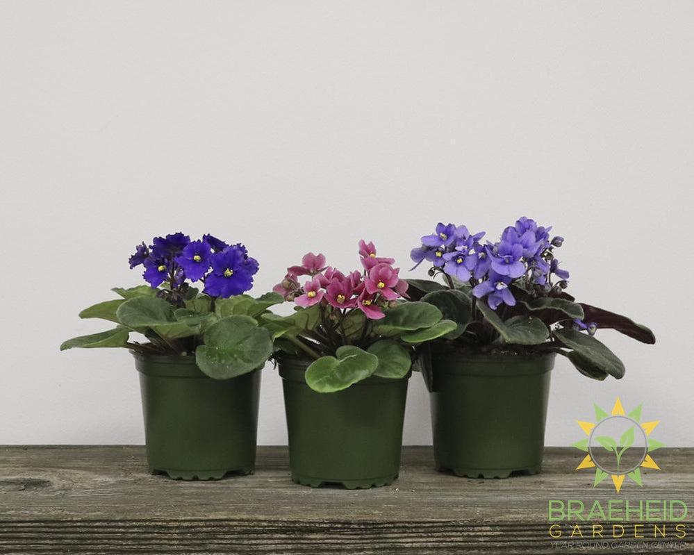 African Violet