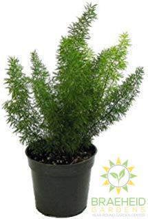 Foxtail Fern Hanging Basket