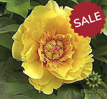 Sequestered Sunshine Itoh Peony - NO SHIP -