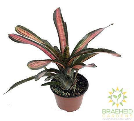 Nerogelia Bromeliad Assorted