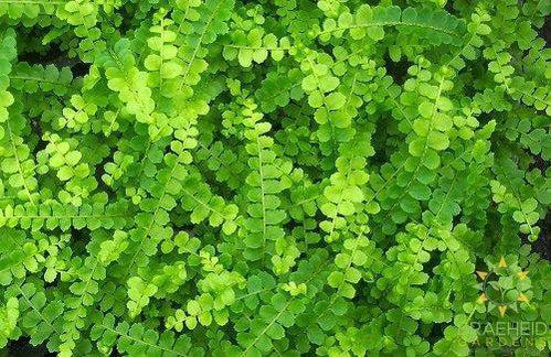 Lemon Button Fern
