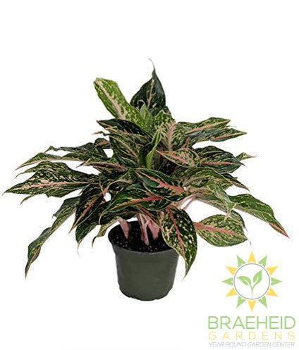 Sparkling Sarah Chinese Evergreen