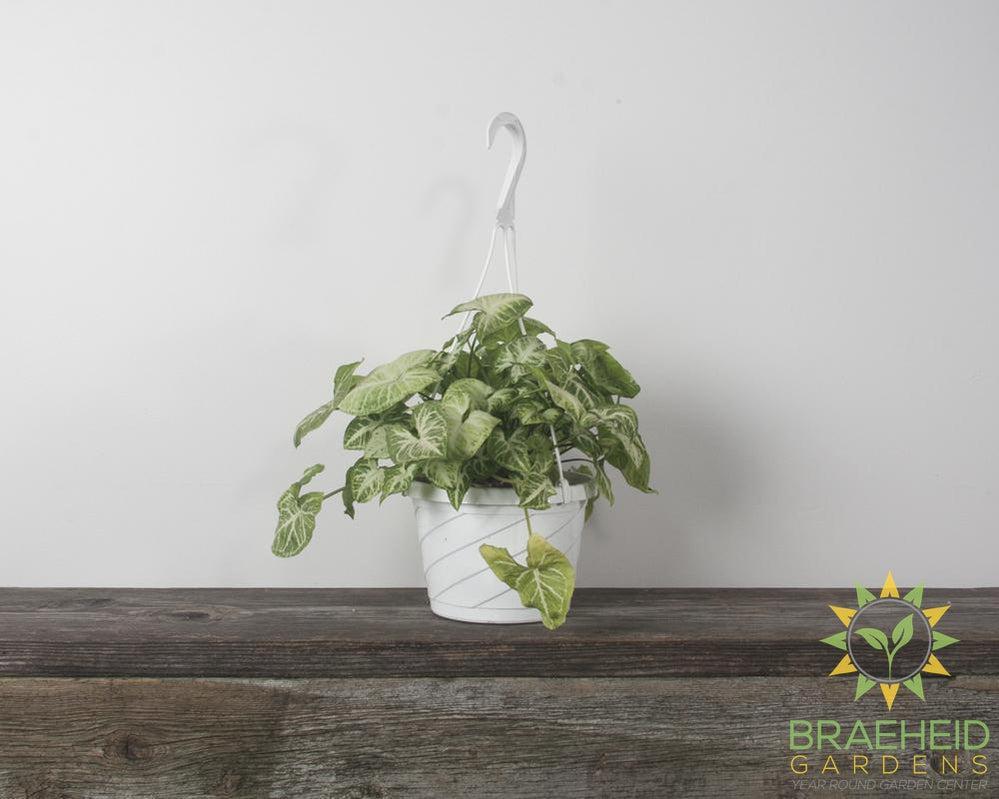 Nephthytis Butterly Hanging Basket