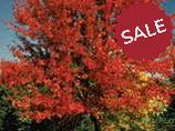 Autumn Blaze® Maple- Tree for sale, Grown in Grande Prairie -Braeheid Gardens Ltd. on Emerson Trail