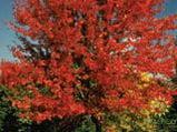 Autumn Blaze® Maple- Tree for sale, Grown in Grande Prairie -Braeheid Gardens Ltd. on Emerson Trail