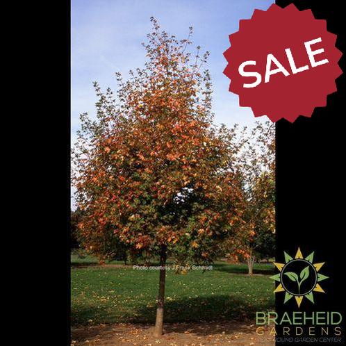 Rocky Mountain Glow® Big Tooth Maple- Tree for sale, Grown in Grande Prairie -Braeheid Gardens Ltd. on Emerson Trail