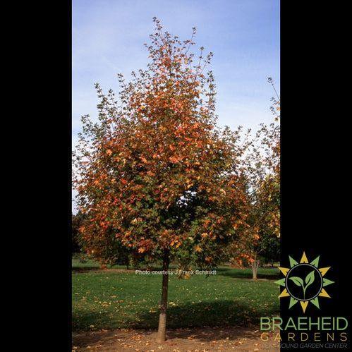 Rocky Mountain Glow® Big Tooth Maple- Tree for sale, Grown in Grande Prairie -Braeheid Gardens Ltd. on Emerson Trail