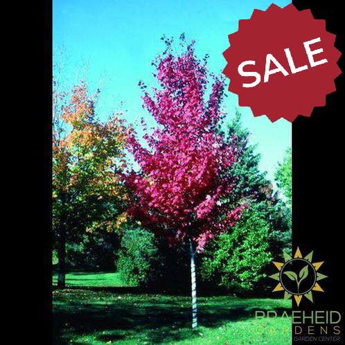 Autumn Spire Red Maple- Tree for sale, Grown in Grande Prairie -Braeheid Gardens Ltd. on Emerson Trail