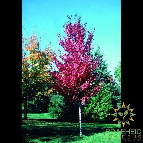 Autumn Spire Red Maple- Tree for sale, Grown in Grande Prairie -Braeheid Gardens Ltd. on Emerson Trail
