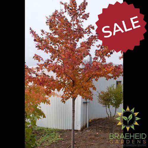 Scarlet Jewel™ Maple- Tree for sale, Grown in Grande Prairie -Braeheid Gardens Ltd. on Emerson Trail