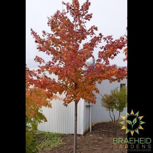 Scarlet Jewel™ Maple- Tree for sale, Grown in Grande Prairie -Braeheid Gardens Ltd. on Emerson Trail