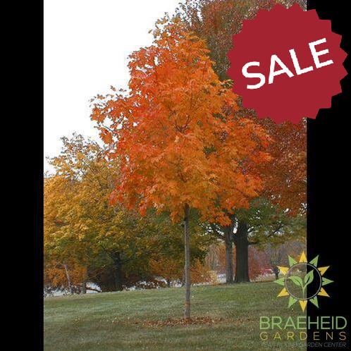 Fall Fiesta® Sugar Maple- Tree for sale, Grown in Grande Prairie -Braeheid Gardens Ltd. on Emerson Trail