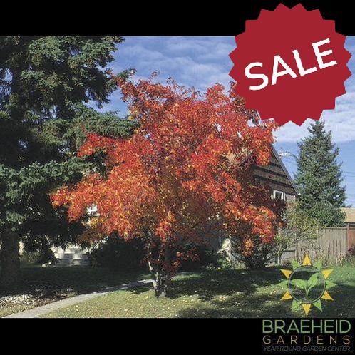 Amur Maple Tree- Tree for sale, Grown in Grande Prairie -Braeheid Gardens Ltd. on Emerson Trail