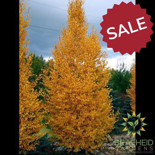 Chickadee Birch- Tree for sale, Grown in Grande Prairie -Braeheid Gardens Ltd. on Emerson Trail