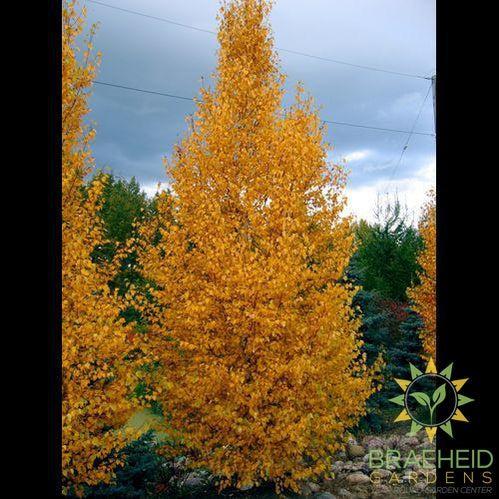 Chickadee Birch- Tree for sale, Grown in Grande Prairie -Braeheid Gardens Ltd. on Emerson Trail