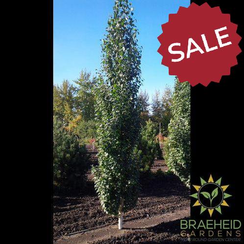 Parkland Pillar™ Birch- Tree for sale, Grown in Grande Prairie -Braeheid Gardens Ltd. on Emerson Trail