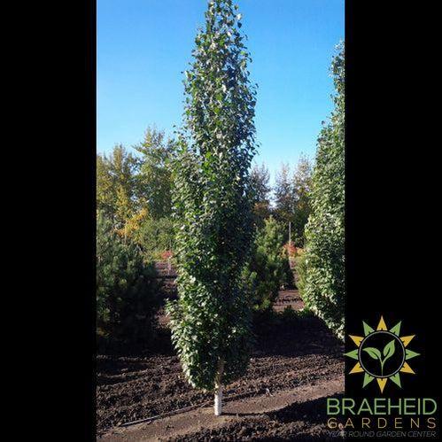 Parkland Pillar™ Birch- Tree for sale, Grown in Grande Prairie -Braeheid Gardens Ltd. on Emerson Trail