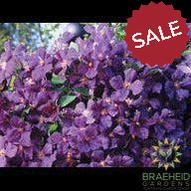 Jackmanii Superba Clematis