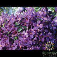 Jackmanii Superba Clematis