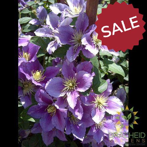 Little Duckling Clematis