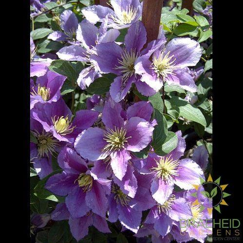Little Duckling Clematis