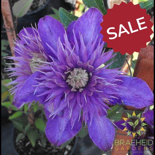 Multi Blue Clematis