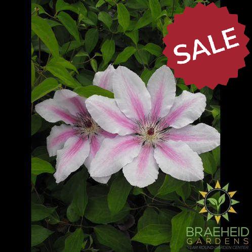 Nelly Moser Clematis