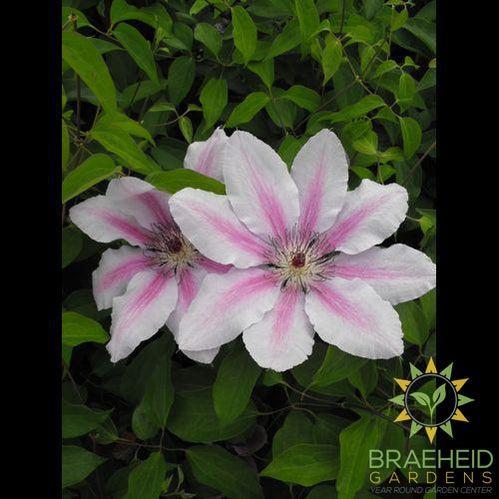 Nelly Moser Clematis