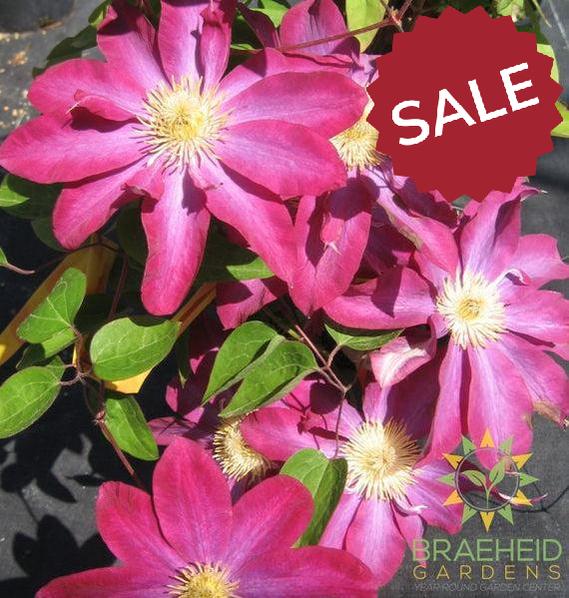 Pink Champagne Clematis