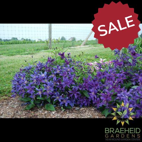 Sapphire Indigo Clematis