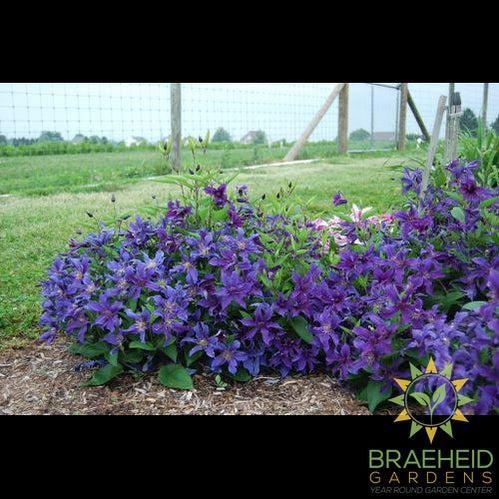 Sapphire Indigo Clematis