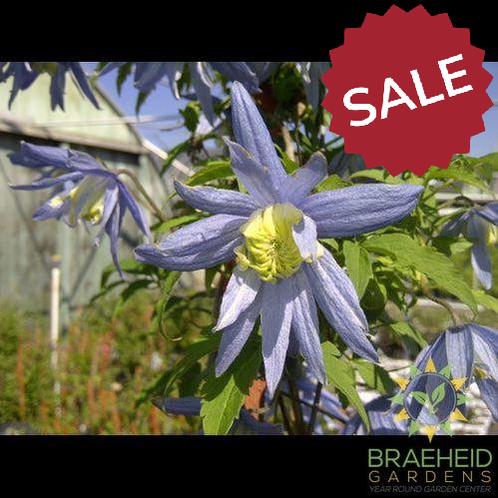 Blue Bird Clematis