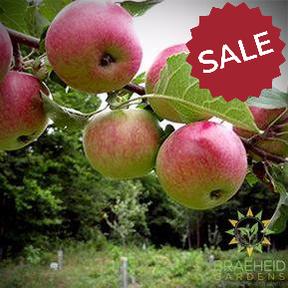 Collet Apple- Tree for sale, Grown in Grande Prairie -Braeheid Gardens Ltd. on Emerson Trail