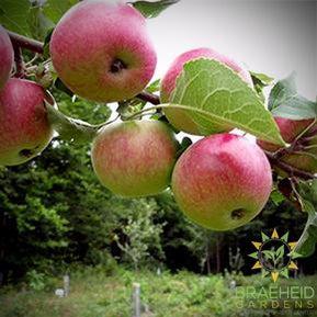 Collet Apple- Tree for sale, Grown in Grande Prairie -Braeheid Gardens Ltd. on Emerson Trail