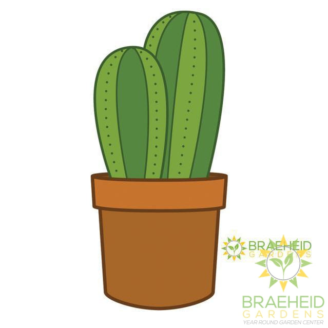 Coloured Columnar Cactus