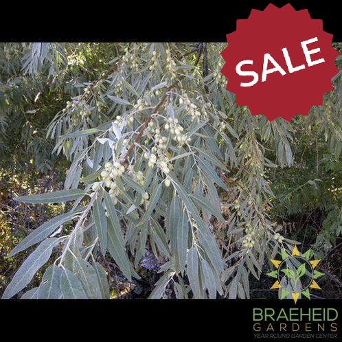 Russian Olive Tree- Tree for sale, Grown in Grande Prairie -Braeheid Gardens Ltd. on Emerson Trail