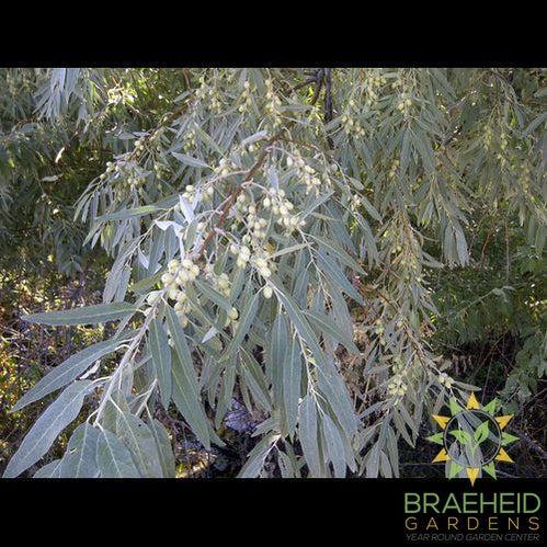 Russian Olive Tree- Tree for sale, Grown in Grande Prairie -Braeheid Gardens Ltd. on Emerson Trail