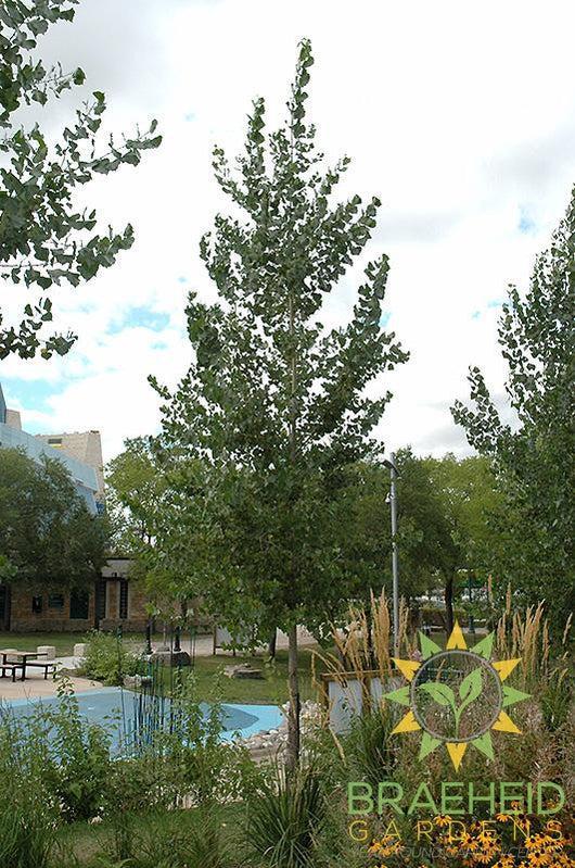 Okanese Poplar- Tree for sale, Grown in Grande Prairie -Braeheid Gardens Ltd. on Emerson Trail