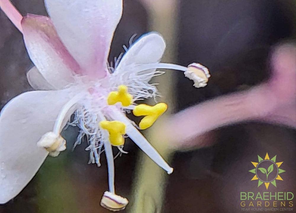 Murdannia Loriformis flower by Jamin Bedard