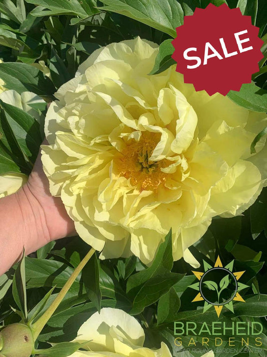 Yellow Crown Peony - NO SHIP -