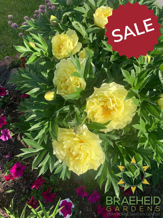 Yellow Crown Peony - NO SHIP -